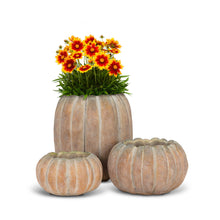 Load image into Gallery viewer, Pumpkin Planters
