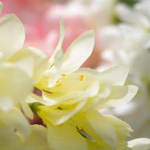 Load image into Gallery viewer, Faux Pastel Freesia

