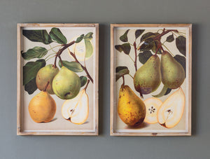Bartlett Pear Botanical Prints
