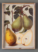 Load image into Gallery viewer, Bartlett Pear Botanical Prints
