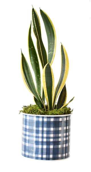 Blue Plaid Metal Planters